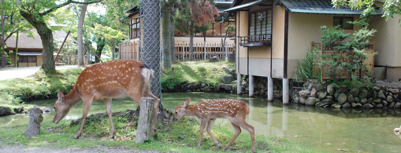 客室の横を歩く鹿の親子