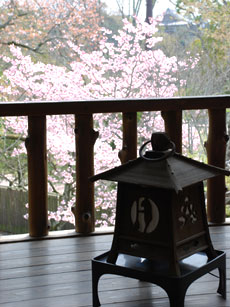 桜と春日灯籠