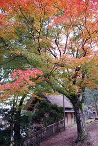 紅葉と客室