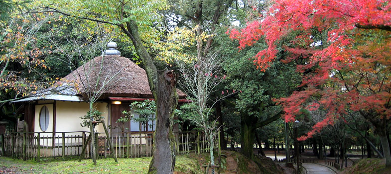 紅葉と客室