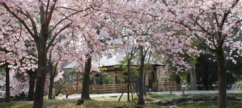 桜と客室
