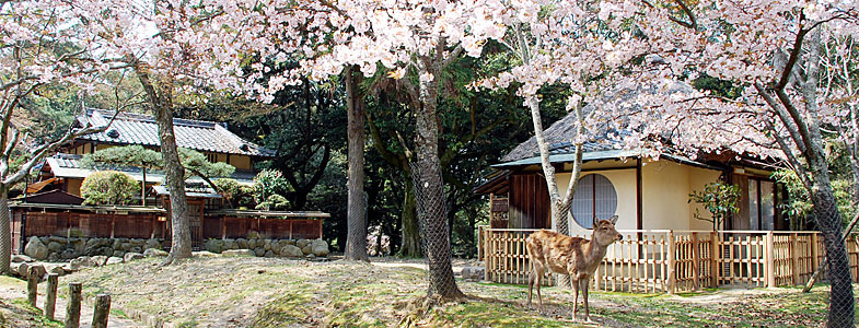 桜と客室