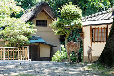 親子の鹿と客室