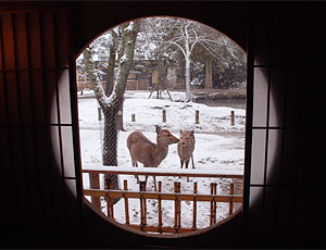 丸窓から雪と鹿