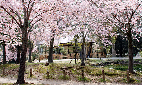 桜と客室