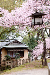 桜と客室