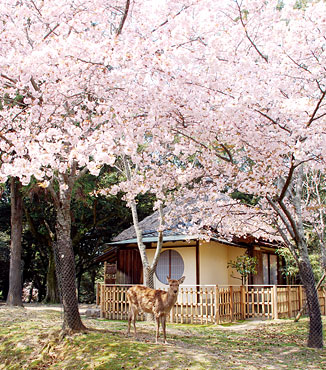 桜と鹿と客室　江戸三