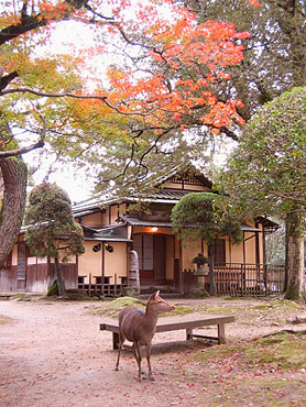 鹿と紅葉と客室 江戸三